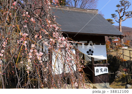 【山梨県】甲府市不老園・梅天神と枝垂れ梅 38812100