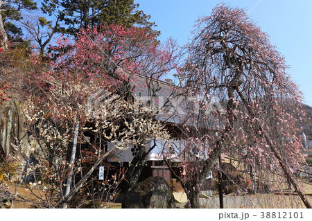 【山梨県】甲府市不老園・梅天神と枝垂れ梅 【山梨県】甲府市不老園・梅天神と枝垂れ梅 38812101