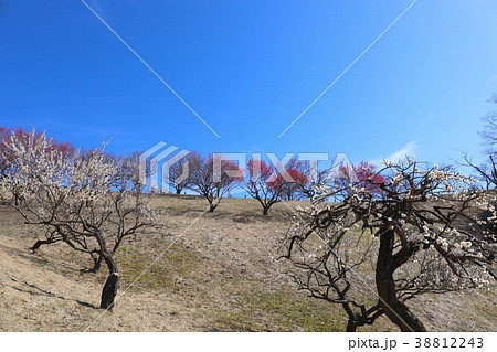 【山梨県】甲斐市敷島梅の里 【山梨県】甲斐市敷島梅の里 38812243