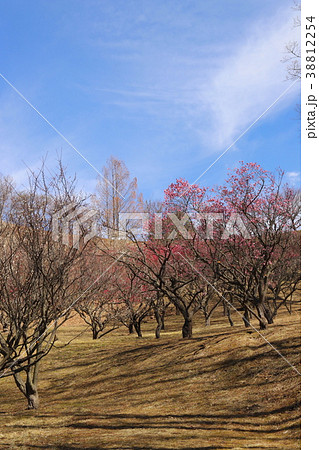 【山梨県】甲斐市敷島梅の里 【山梨県】甲斐市敷島梅の里 38812254