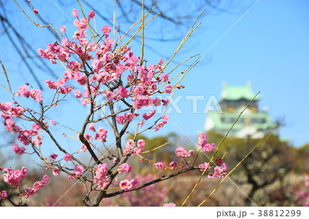 ピンクの梅の花 ピンクの梅の花 38812299