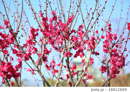 ピンクの梅の花　栄冠 38812669