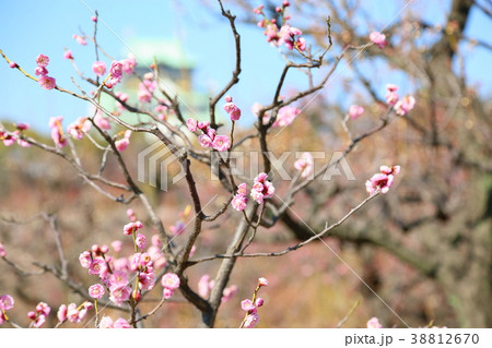 ピンクの梅の花 ピンクの梅の花 38812670