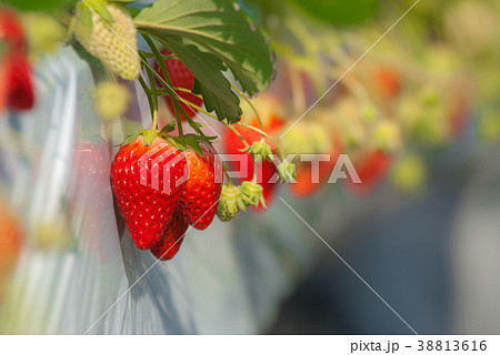 いちご狩り いちご狩り 38813616