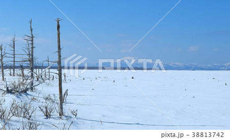 早春の野付半島  野付湾　トドワラ　16：9 38813742