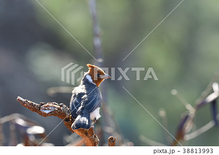 コウカンチョウの幼鳥 38813993