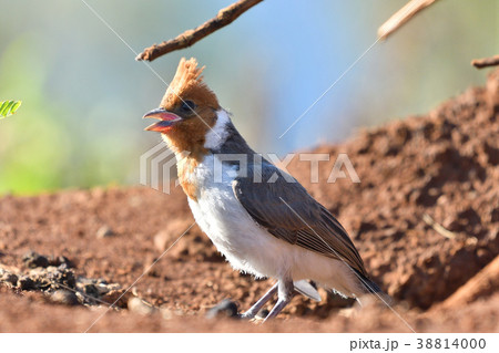 コウカンチョウの幼鳥 38814000
