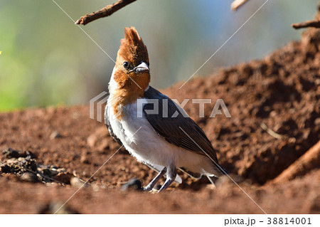 コウカンチョウの幼鳥 38814001