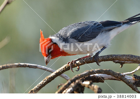 コウカンチョウの親鳥 38814003