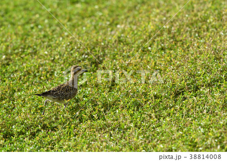 ムナグロ　コレア　コーレア 38814008