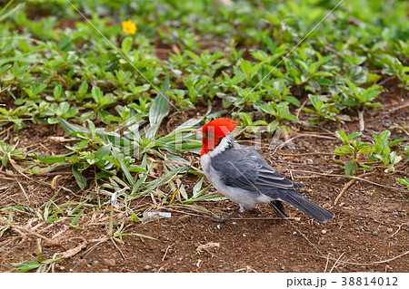 ハワイの移入種コウカンチョウの親鳥 ハワイの移入種コウカンチョウの親鳥 38814012