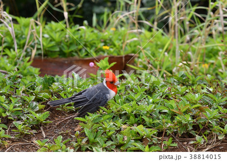 ハワイの移入種コウカンチョウの親鳥 38814015