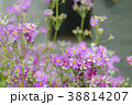 Flowers outside my house window flowers bloom 38814207