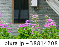 Flowers outside my house window flowers bloom 38814208
