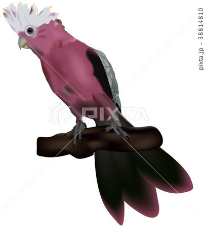 Cockatoo Bird 38814810