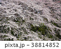 桜 38814852