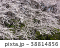 桜 38814856