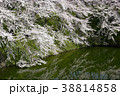桜 38814858