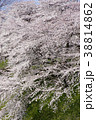 桜 38814862