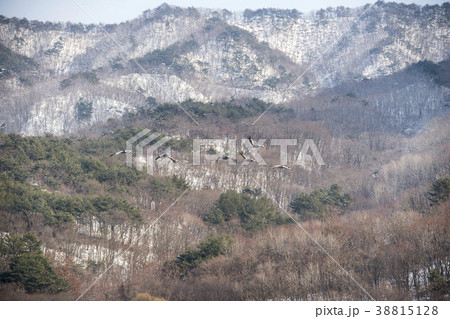 韓国 自然 動物 38815128