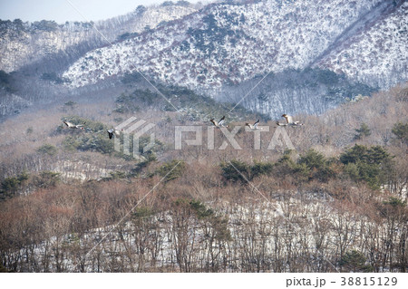 韓国 自然 動物 38815129