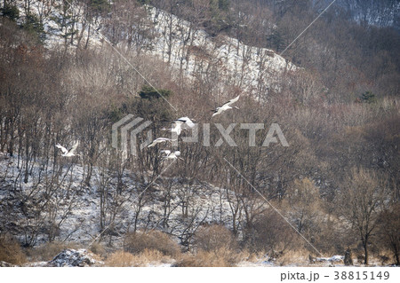 韓国 自然 動物 38815149