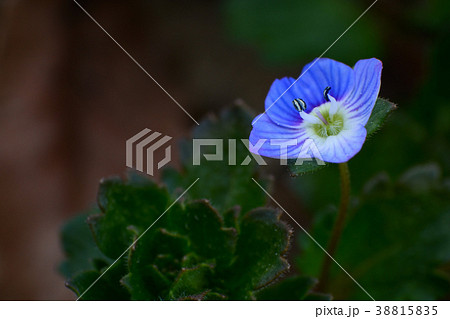 小さな青い花 オオイヌノフグリの写真素材 3155