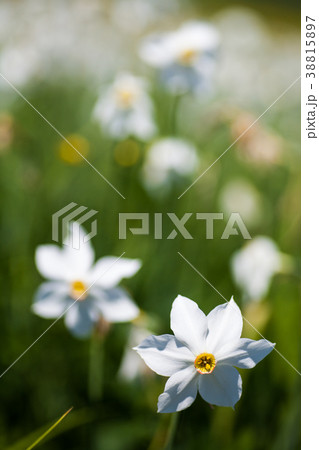 field of daffodils in the summer 38815897