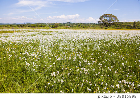 the field of daffodils and the tree on the horizon the field of daffodils and the tree on the horizon 38815898