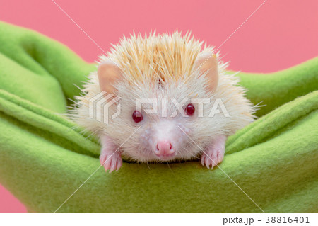 Cute dwarf hedgehog in green baby cot Cute dwarf hedgehog in green baby cot 38816401
