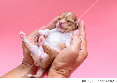 Newborn puppy Chihuahua sleeps on man's hand Newborn puppy Chihuahua sleeps on man's hand 38816402