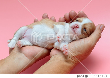 Newborn puppy Chihuahua sleeps on man's handの写真素材 [38816404] - PIXTA