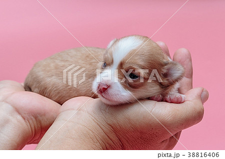 Newborn puppy Chihuahua sleeps on man's hand 38816406