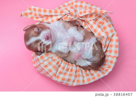 Newborn puppy Chihuahua sleeps on colorful bag Newborn puppy Chihuahua sleeps on colorful bag 38816407