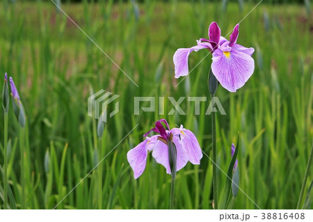 美しい薄紫の花菖蒲 38816408