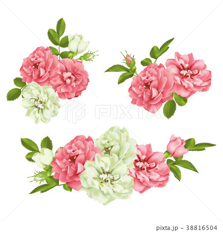 Realistic vector pink rose set. 3d roses Realistic vector pink rose set. 3d roses 38816504