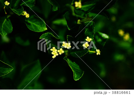 イヌツゲの小さな花 イヌツゲの小さな花 38816661