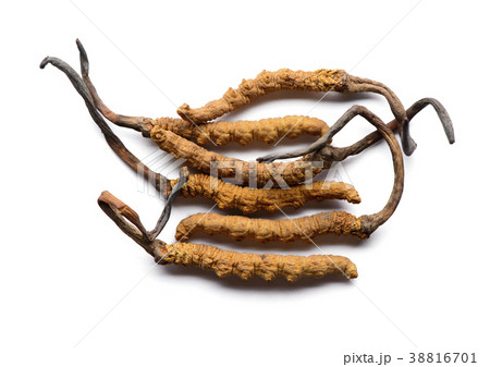 Cordycep sinensis herbs (Chong cao) Viagra Cordycep sinensis herbs (Chong cao) Viagra 38816701