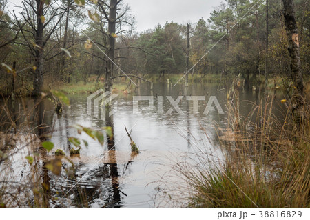 Beautiful moor landscape in the lueneburger heide Beautiful moor landscape in the lueneburger heide 38816829