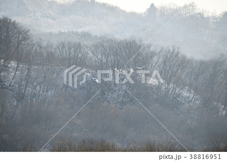 タンチョウ 鳥 鉄原郡 38816951