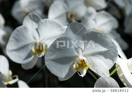 Farland orchid Farland orchid 38818412