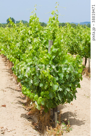 view on vineyard 38819471