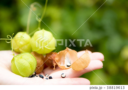 フウセンカズラ　手のひら 38819613