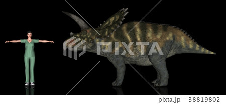 恐竜縮尺図・コアフイラケラトプス 38819802