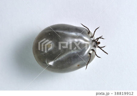 吸血後のマダニ 38819912