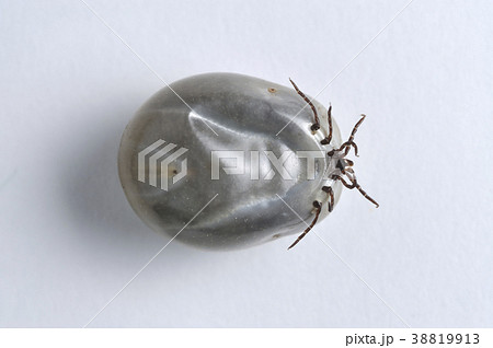 吸血後のマダニ 38819913