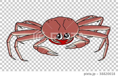 セイコガニ　生 38820018