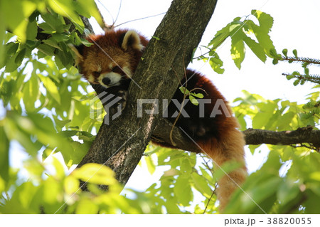 レッサーパンダ 38820055