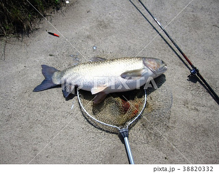 淡水魚「草魚」淀川の釣り:大阪府枚方市 淡水魚「草魚」淀川の釣り:大阪府枚方市 38820332