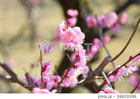 ピンクの梅の花 ピンクの梅の花 38820386